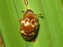Epopterus