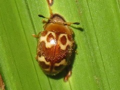 Epopterus