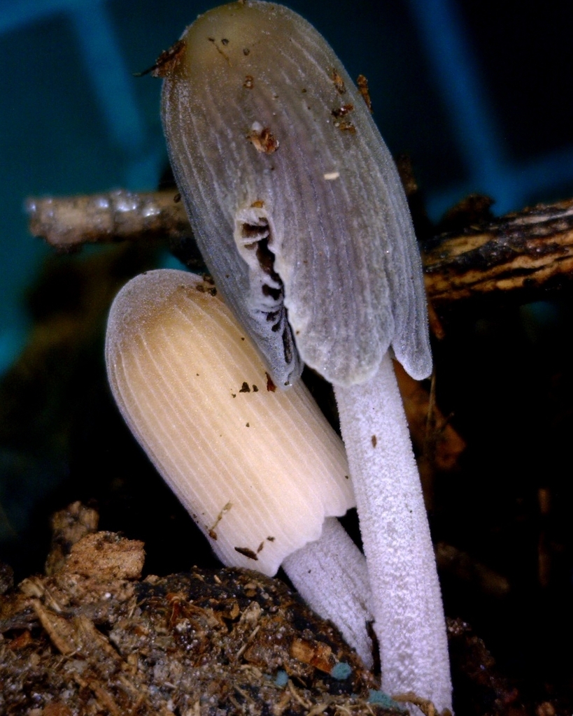 Ephemerocybe brevisetulosa