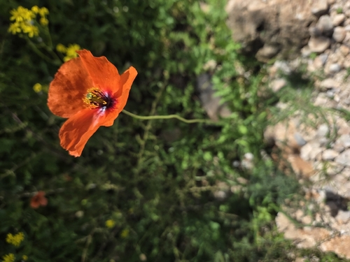 Mediterranean Poppy