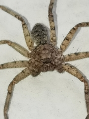 Araneae