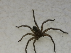 Araneae