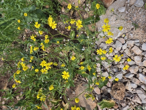 Chamomile-leaved Groundsel