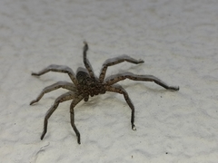 Araneae