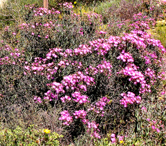 Mesembryanthemum junceum