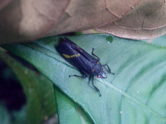Cicciana obliqua