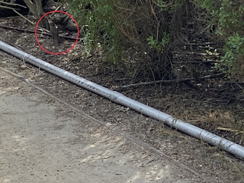 iNaturalist observation photo of California Towhee