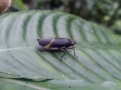 Cicciana obliqua