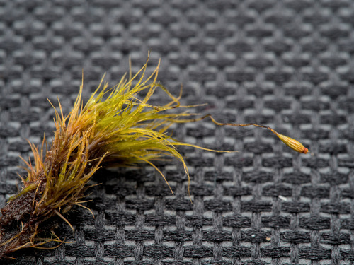 Dwarf Swan-neck Moss (Campylopus pyriformis)