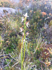 Prasophyllum amoenum