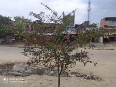 Calliandra californica
