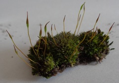 Tortula muralis