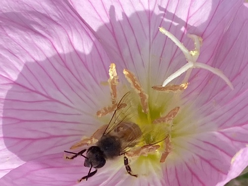 iNaturalist observation photo of Western Honey Bee