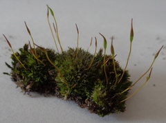 Tortula muralis