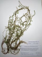 Callitriche hermaphroditica