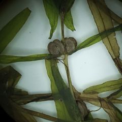 Callitriche hermaphroditica