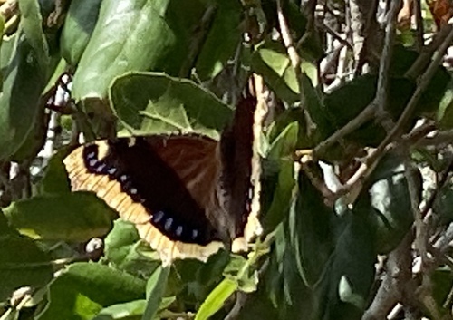 iNaturalist observation photo of Mourning Cloak