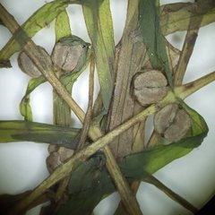 Callitriche hermaphroditica