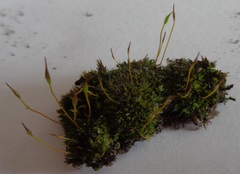 Tortula muralis