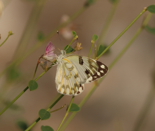 Desert White