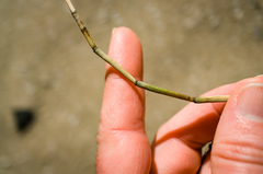Equisetum × nelsonii
