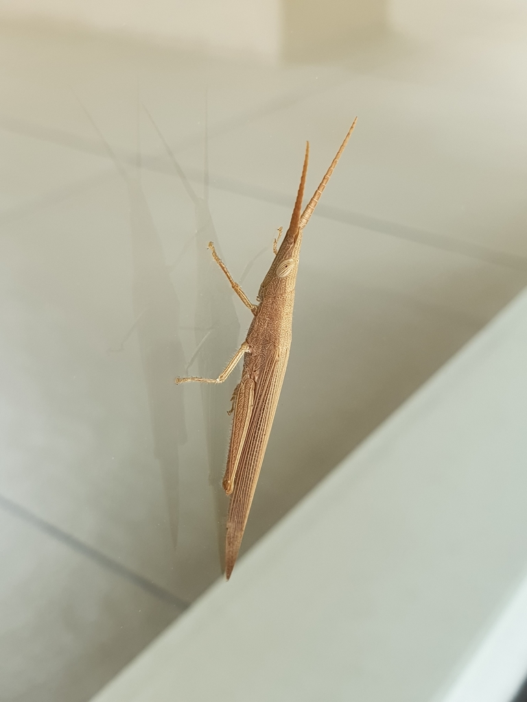 Haroldgrantia