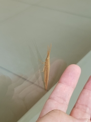 Haroldgrantia lignosa