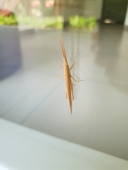 Haroldgrantia lignosa