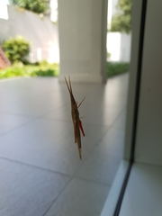 Haroldgrantia lignosa