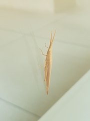 Haroldgrantia lignosa