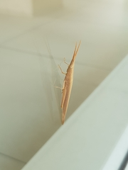 Haroldgrantia lignosa