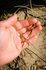Equisetum × nelsonii