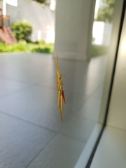 Haroldgrantia lignosa
