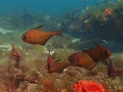 Pempheris klunzingeri