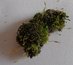 Tortula muralis