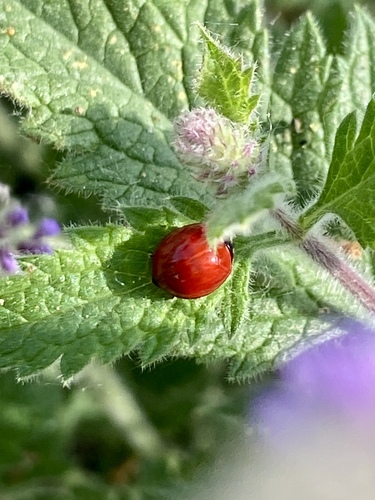 iNaturalist observation photo of Spotless Lady Beetle