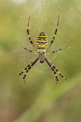 Argiope bruennichi
