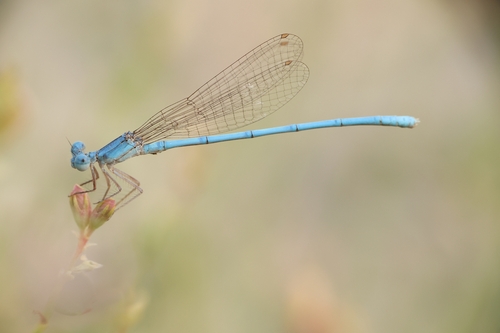 Arabicnemis caerulea
