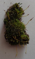 Tortula muralis
