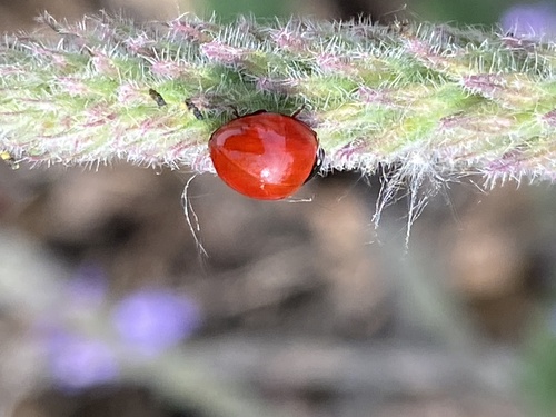 iNaturalist observation photo of Spotless Lady Beetle