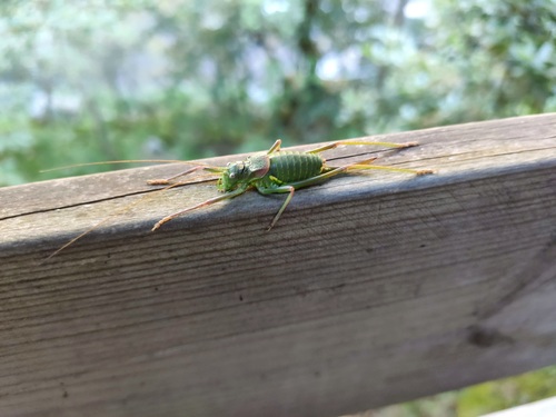 Asturian Saddle Bush-cricket