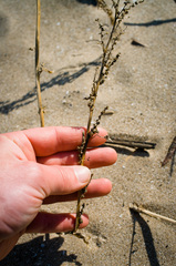 Chenopodium album album