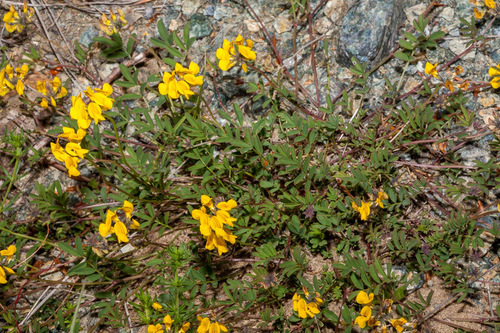 horseshoe vetch (Hippocrepis comosa)