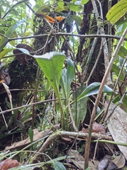 Scaphosepalum antenniferum