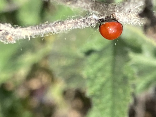 iNaturalist observation photo of Spotless Lady Beetle