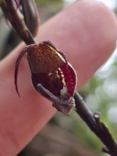 Scaphosepalum antenniferum, photograph 2