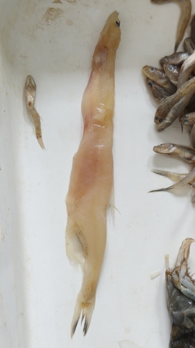 Jordan's icefish (Neosalanx jordani) — Salangidae — 2