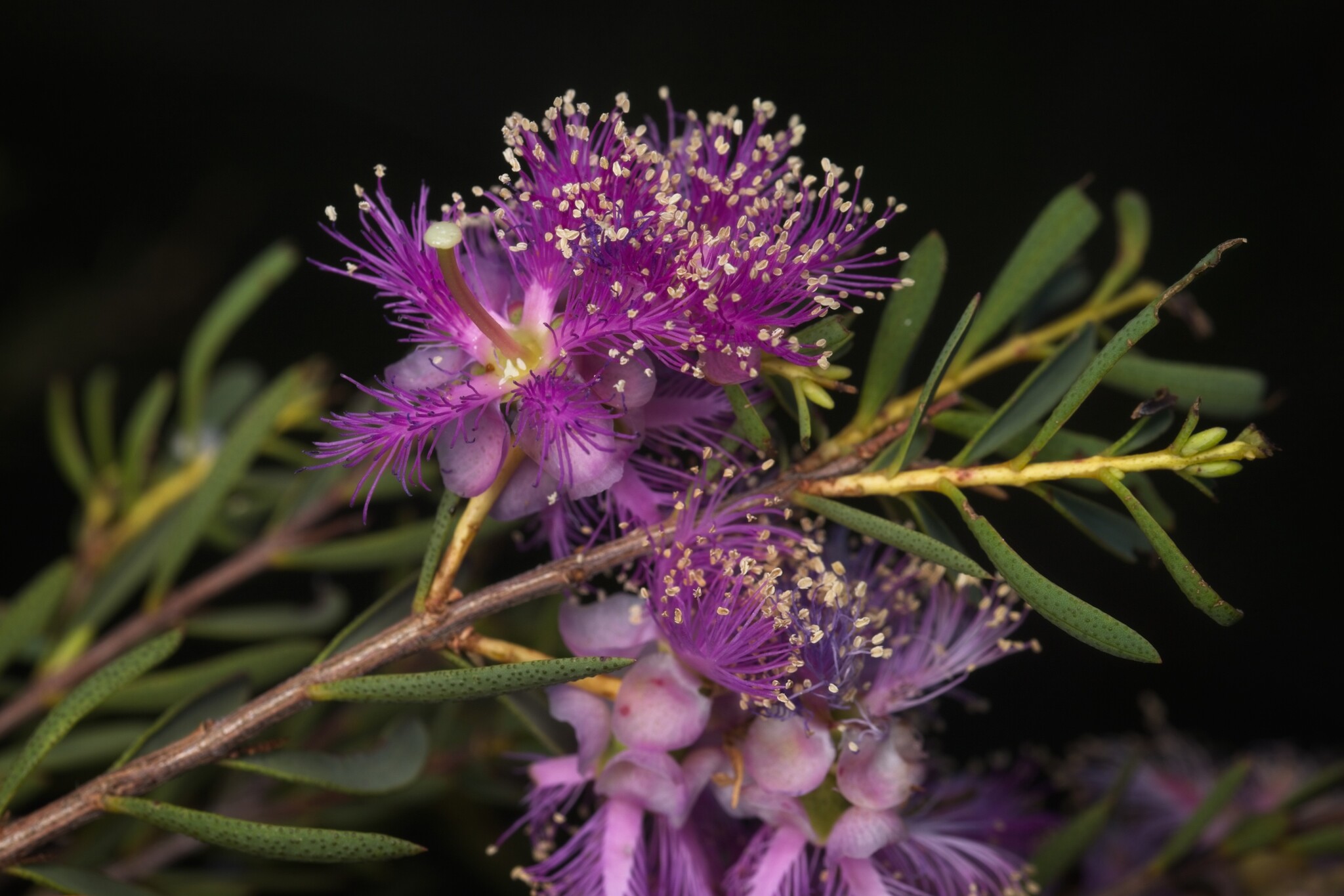 Graceful Honeymyrtle (Melaleuca radula)