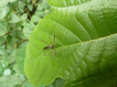 Heteroptera
