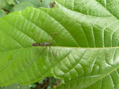 Heteroptera